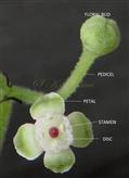  Flower and Floral bud